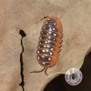 ISOPOD